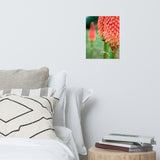 Red Hot Pokers Floral Nature Photo Loose Unframed Wall Art Prints