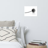 Resting Lotus Flower Black & White Floral Nature Photo Loose Flower Wall Art Print