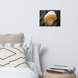 Snow Fungus Botanical Nature Photo Loose Unframed Wall Art Prints