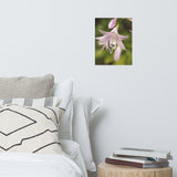 Softened Hosta Bloom Floral Nature Photo Loose Unframed Wall Art Prints