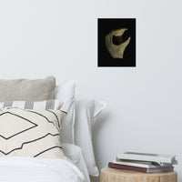 States of Erosion Image 5 Whelk Shell Coastal Nature Photo Loose Unframed Wall Art Prints