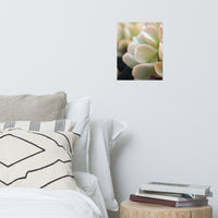 Succulent 4 Botanical Nature Photo Loose Unframed Wall Art Prints