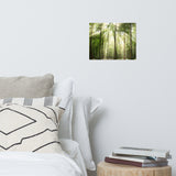 Sun Rays Through Treetops Landscape Photo Loose Wall Art Prints