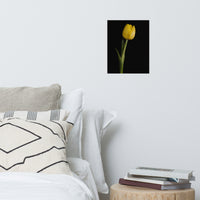 Yellow Tulip on Black Background Floral Nature Photo Loose Unframed Wall Art Prints
