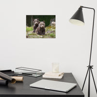Baby Brown Bear Cubs In Forest Wildlife Photo Loose Wall Art Print