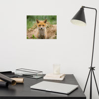 Baby Red Fox Coming Out Wildlife Photo Loose Wall Art Prints