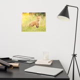 Baby Red Fox in the Sun Loose Wall Art Print
