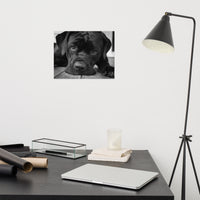 Cane Corso on Porch Animal / Dog Black & White Loose Wall Art Print