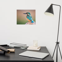 Common Kingfisher Bird on Perch Loose Wall Art Print