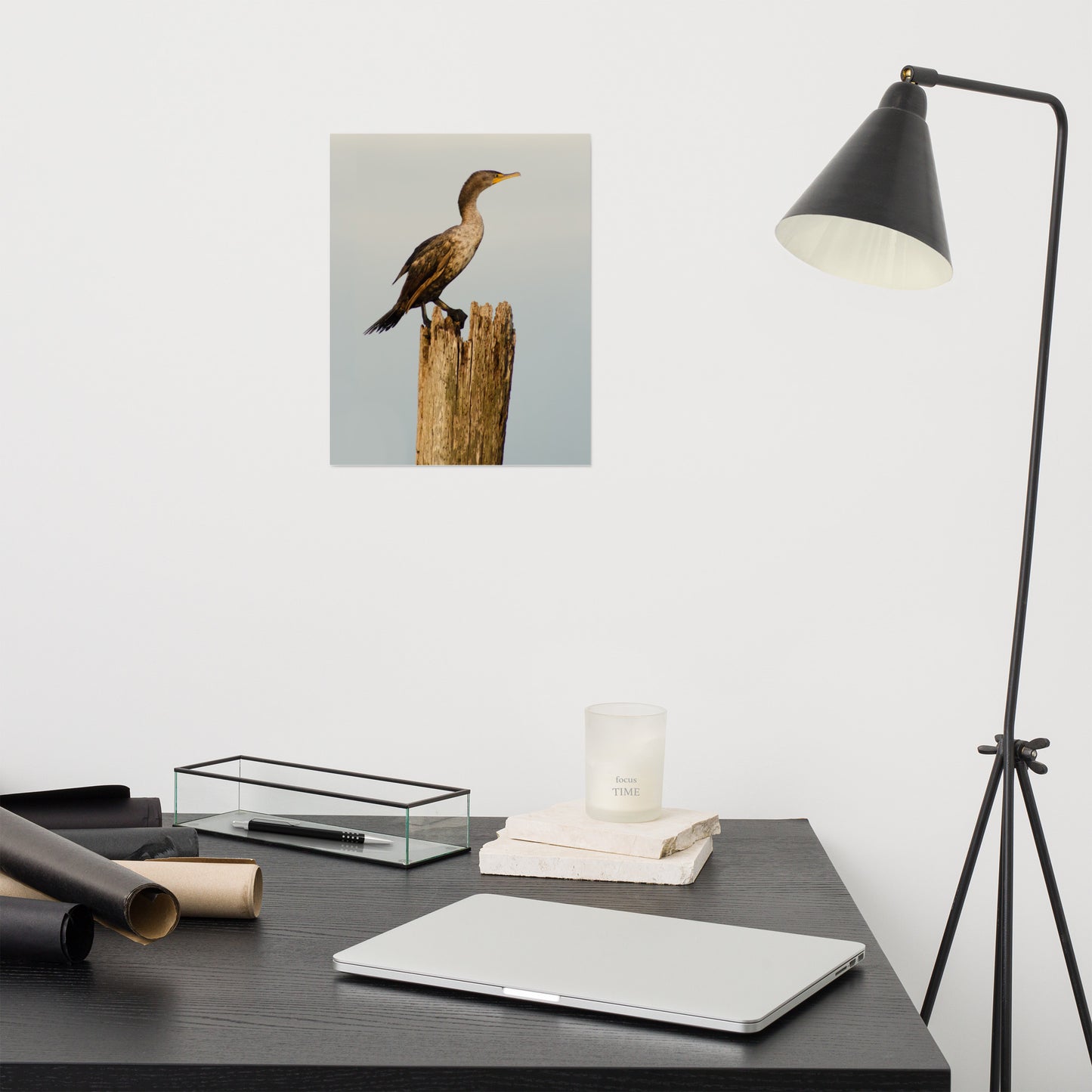 Double Crested Cormorant Bird / Animal / Wildlife Photograph Loose Wall Art Print