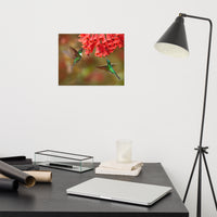 Hummingbirds with Reddish-Orange Flowers Loose Wall Art Print