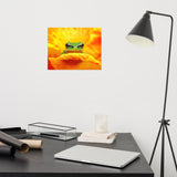 Hyla Green Frog on Yellow and Orange Flower Petals Wildlife Nature Photo Loose Wall Art Print