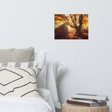 Old Magical Tree in Forest with Glory Rays Landscape Photo Loose Wall Art Prints