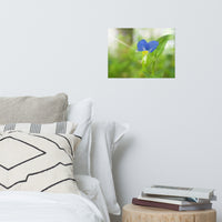 Asiatic Dayflower Floral Nature Photo Loose Unframed Wall Art Prints
