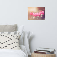 Be Still My Bleeding Heart Warm Summer Glow Floral Nature Photo Loose Unframed Wall Art Prints