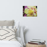 Delicate Columbine Floral Nature Photo Loose Unframed Wall Art Prints