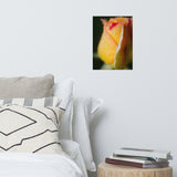 Dew on Yellow Rose Floral Nature Photo Loose Unframed Wall Art Prints