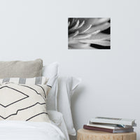 Droplets on Petals Black and White Floral Nature Photo Loose Unframed Wall Art Prints