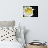 Glowing Rose 2 Floral Nature Photo Loose Unframed Wall Art Prints
