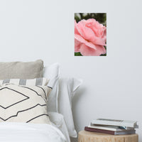 Pink Passion Floral Nature Photo Loose Unframed Wall Art Prints