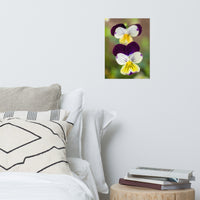 Pretty Little Violets Floral Nature Photo Loose Unframed Wall Art Prints