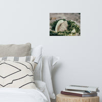 Seaweed and Shells Coastal Nature Photo Loose Unframed Wall Art Prints