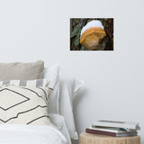 Snow Fungus Botanical Nature Photo Loose Unframed Wall Art Prints
