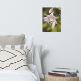 Softened Hosta Bloom Floral Nature Photo Loose Unframed Wall Art Prints