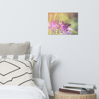 Spider Flower in Glory Light With Spotted Moth Floral Nature Photo Loose Unframed Wall Art Prints
