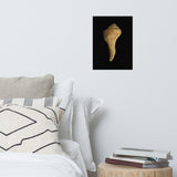 States of Erosion Image 9 Whelk Shell Coastal Nature Photo Loose Unframed Wall Art Prints