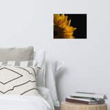 Sunflower in Corner Floral Nature Photo Loose Unframed Wall Art Prints