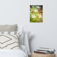 Tranquil Carolina Spring Beauty Floral Nature Photo Loose Unframed Wall Art Prints