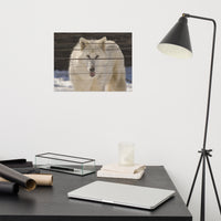Aries the White Wolf Wildlife Photo Loose Wall Art Prints