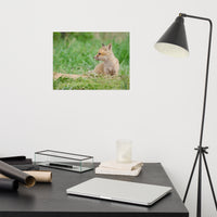 Baby Red Fox Chillin Wildlife Photo Loose Wall Art Prints