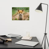 Baby Red Fox Coming Out Wildlife Photo Loose Wall Art Prints