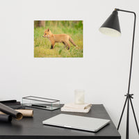 Baby Red Fox Daydreaming Wildlife Photo Loose Wall Art Prints