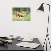Baby Red Fox On The Move Loose Wall Art Print