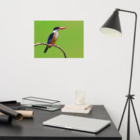 Black Capped Kingfisher Bird on Perch Loose Wall Art Print