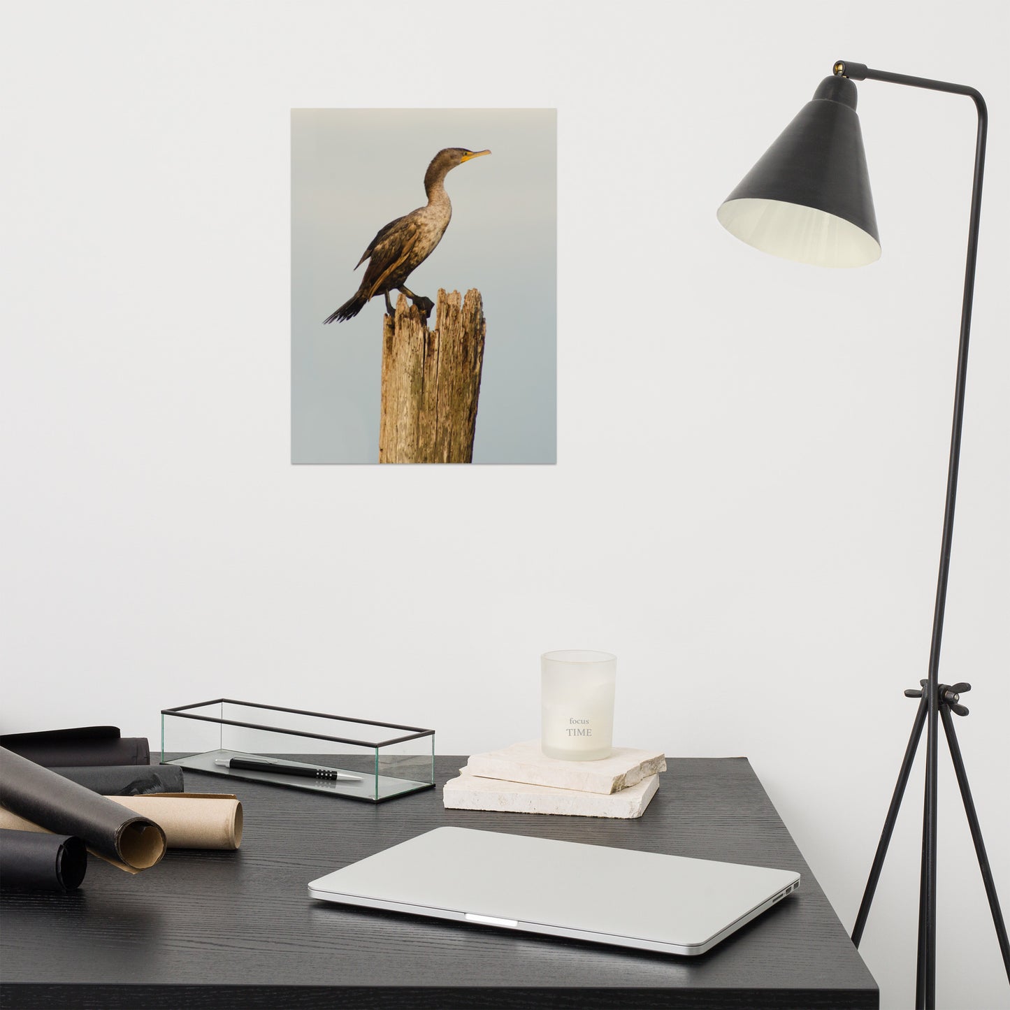 Double Crested Cormorant Bird / Animal / Wildlife Photograph Loose Wall Art Print