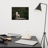 Howling White Wolf In The Forest Animal Wildlife Nature Photograph Loose Wall Art Print