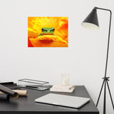 Hyla Green Frog on Yellow and Orange Flower Petals Wildlife Nature Photo Loose Wall Art Print