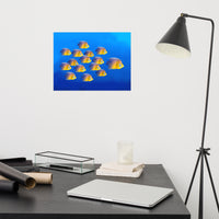 School of Tropical Coral Fish Angelfish Isolated In Blue Ocean Water Animal Wildlife Photograph Loose Wall Art Print