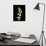White Snapdragons Floral Nature Photo Loose Unframed Wall Art Prints