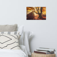 Old Magical Tree in Forest with Glory Rays Landscape Photo Loose Wall Art Prints