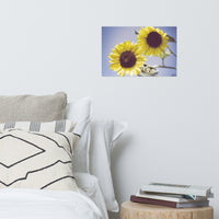Aged Sunflowers Against Sky Floral Nature Photo Loose Unframed Wall Art Prints