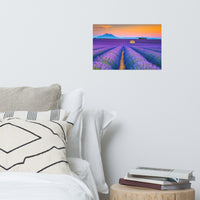 Blooming Lavender Field and Sunset Loose Wall Art Prints