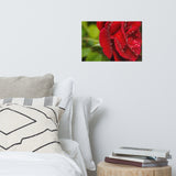 Bold and Beautiful Red Rose Floral Nature Photo Loose Unframed Wall Art Prints
