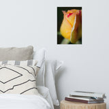 Dew on Yellow Rose Floral Nature Photo Loose Unframed Wall Art Prints