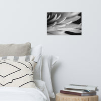 Droplets on Petals Black and White Floral Nature Photo Loose Unframed Wall Art Prints
