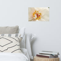 Eye of Peony Floral Nature Photo Loose Unframed Wall Art Prints